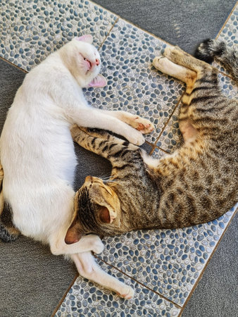 Two cats peacefully sleep together on a cool tiled surface, creating a comforting and relaxed scene...