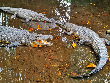 Three crocodiles are resting in shallow water with fallen leaves scattered around, one with its...