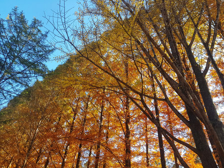 Rows of tall trees in shades of gold and green stretch towards the bright blue sky, creating a...