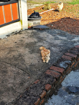 A small orange kitten sitting on a concrete pathway surrounded by outdoor elements with natural...