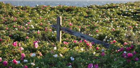 Beach flowers Cape Cod, Massachusettsの写真素材