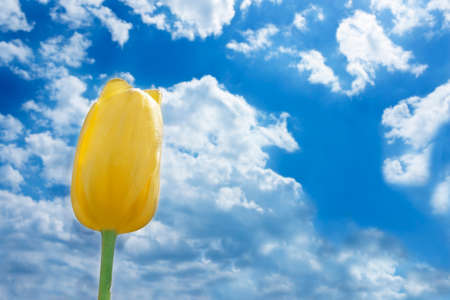 Yellow tulip against blue sky with cloudsの写真素材