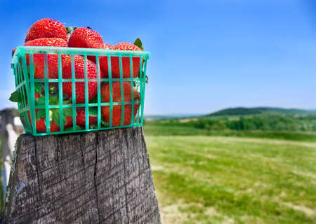 Basket of strawberries on fenceの写真素材