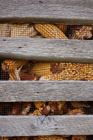 Close-up of corn crib with corn behind wire の写真素材
