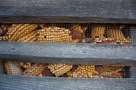 Close-up of corn crib with corn behind wire の写真素材