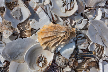 Pile of sea shells in Wellfleet, Massachusetts on Cape Cod