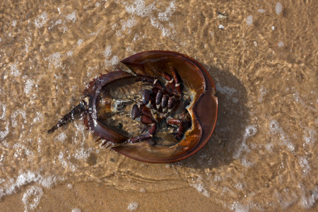 Crab shell on beach on Cape Cod in Wellfleet, Massachusetts