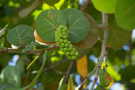 Sea grape fruit is growing on a treeの写真素材