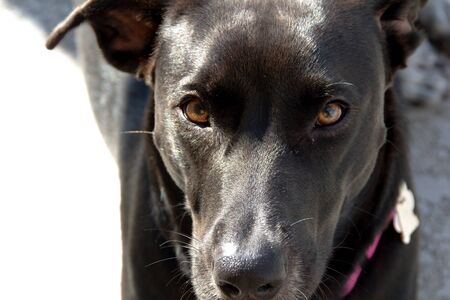 Close up of a Black dog looking at the camera while outsideの写真素材