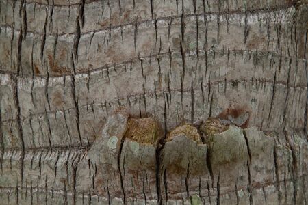 A close up view of palm tree bark. It is cracked and weathered.の写真素材