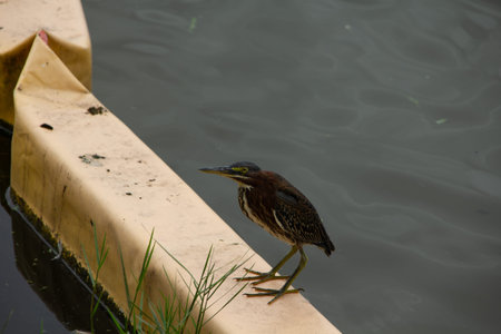 Beautifully colored green heron standing on a yellow lake buoy at the lake.