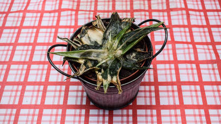 Rotten plant over a picnic tableの写真素材