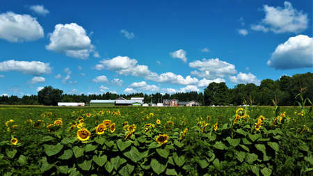 Sunflower field under a beautiful sunny day.の写真素材