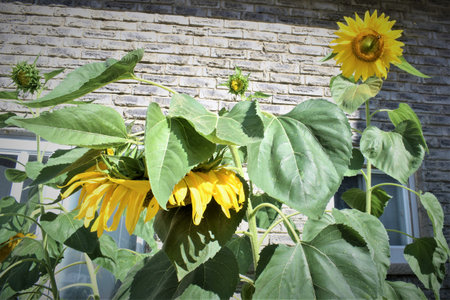 Zinnias, sunflowers, hanging flowers,の写真素材