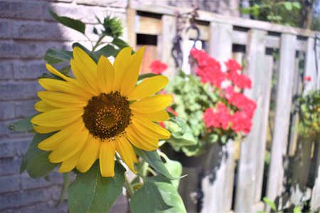 Zinnias, sunflowers, hanging flowers,の写真素材
