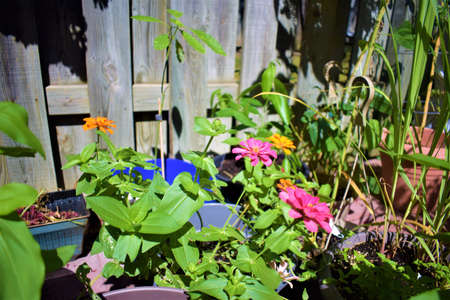 Took some zinnia i grew this spring before they all die at the start of fall. Suggestions to use these photos (check out all my flower pics at my profile) includes  growing zinnias, flowers in generalの写真素材
