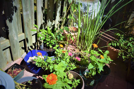 Zinnias of all colors, garden-grown flowers, sunflowers,の写真素材