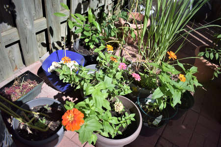 Zinnias of all colors, garden-grown flowers, sunflowers,の写真素材