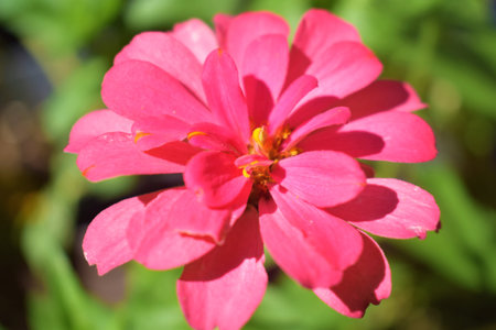 Zinnias of all colors, garden-grown flowers, sunflowers,の写真素材