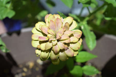 Zinnias of all colors, garden-grown flowers, sunflowers,の写真素材