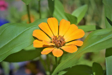 Zinnias of all colors, garden-grown flowers, sunflowers,の写真素材