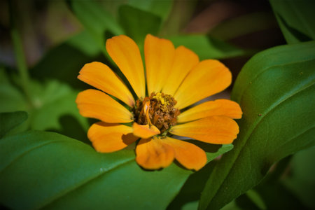 Zinnias of all colors, garden-grown flowers, sunflowers,の写真素材