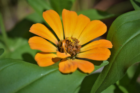 Zinnias of all colors, garden-grown flowers, sunflowers,の写真素材