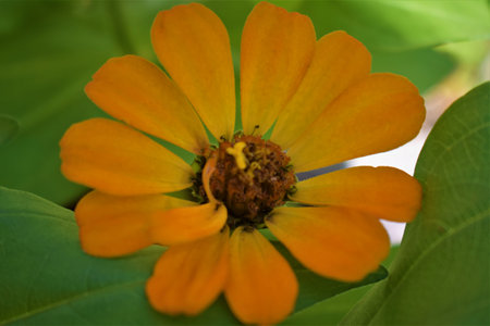 Zinnias of all colors, garden-grown flowers, sunflowers,の写真素材