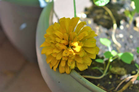 Zinnias of all colors, garden-grown flowers, sunflowers,の写真素材