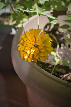 Zinnias of all colors, garden-grown flowers, sunflowers,の写真素材