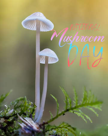 MUSHROOMの写真素材