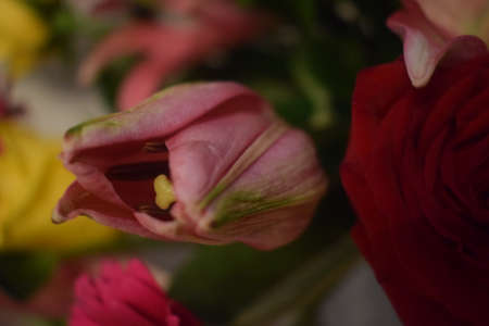Bouquet of flowersの写真素材