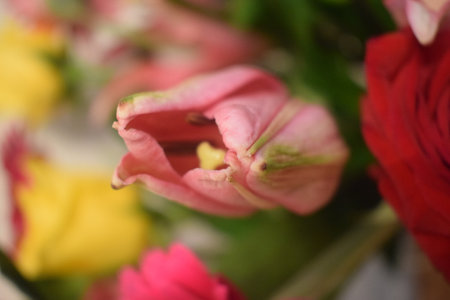 Bouquet of flowersの写真素材