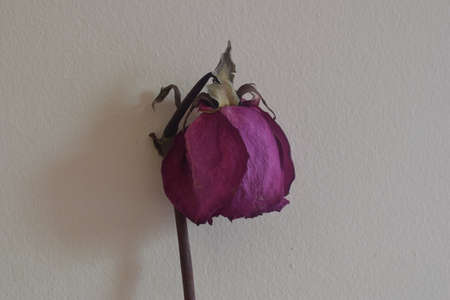 DRIED ROSEの写真素材