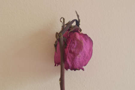DRIED ROSEの写真素材
