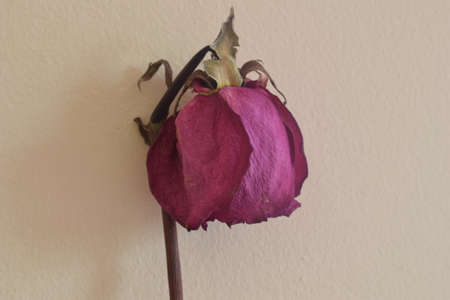 DRIED ROSEの写真素材