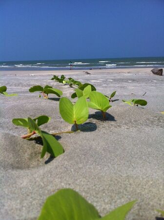 Clear blue sky by the seasideの素材