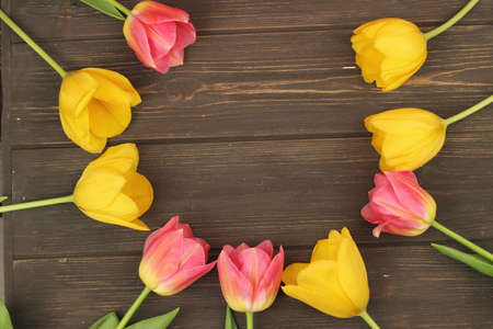 Spring tulips in circle on wooden backgroundの写真素材