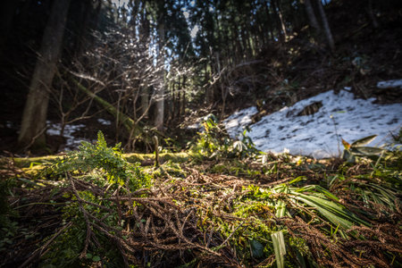 Islands of snow in green forest illuminated with sunの写真素材