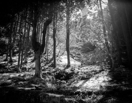 Islands of snow in green forest illuminated with sunの写真素材