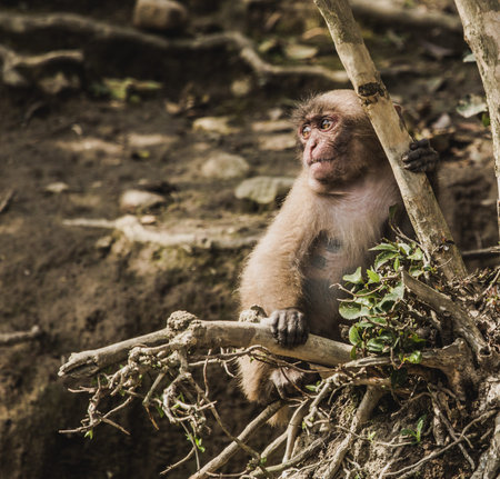 japanese macaque portrait