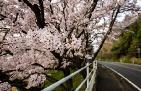 Road of Sakura illuminate, tunnel of sakura in shodoshima islandの写真素材