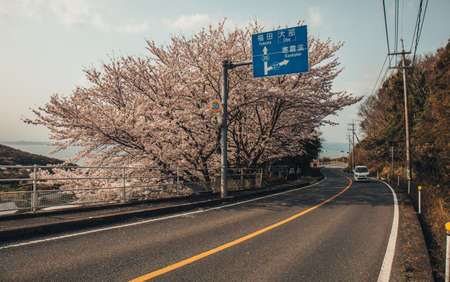 Road of Sakura illuminate, tunnel of sakura in shodoshima islandの写真素材