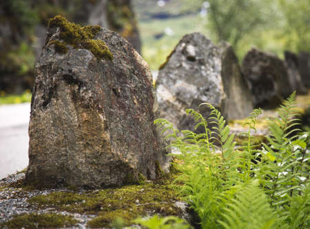 Fern growing near stone trolls in Norway.の写真素材