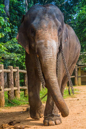 Elephant walkingの写真素材