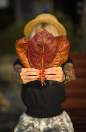 closeup of autumn leaves in the hands of a woman. Autumn in the tropics.の写真素材