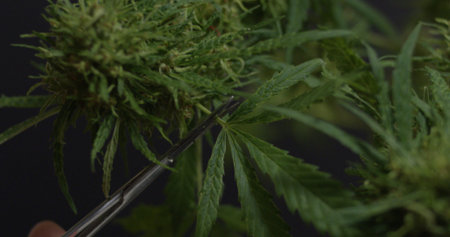 Closeup of scissors about to cut the leaves off a marijuana plant
