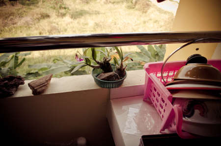 flower of my roomの写真素材