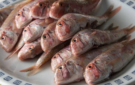 Plate of fresh red mullet from the Mediterraneanの写真素材