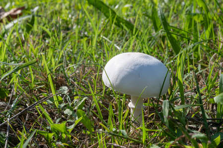 Dewy-covered meadow fungusの写真素材